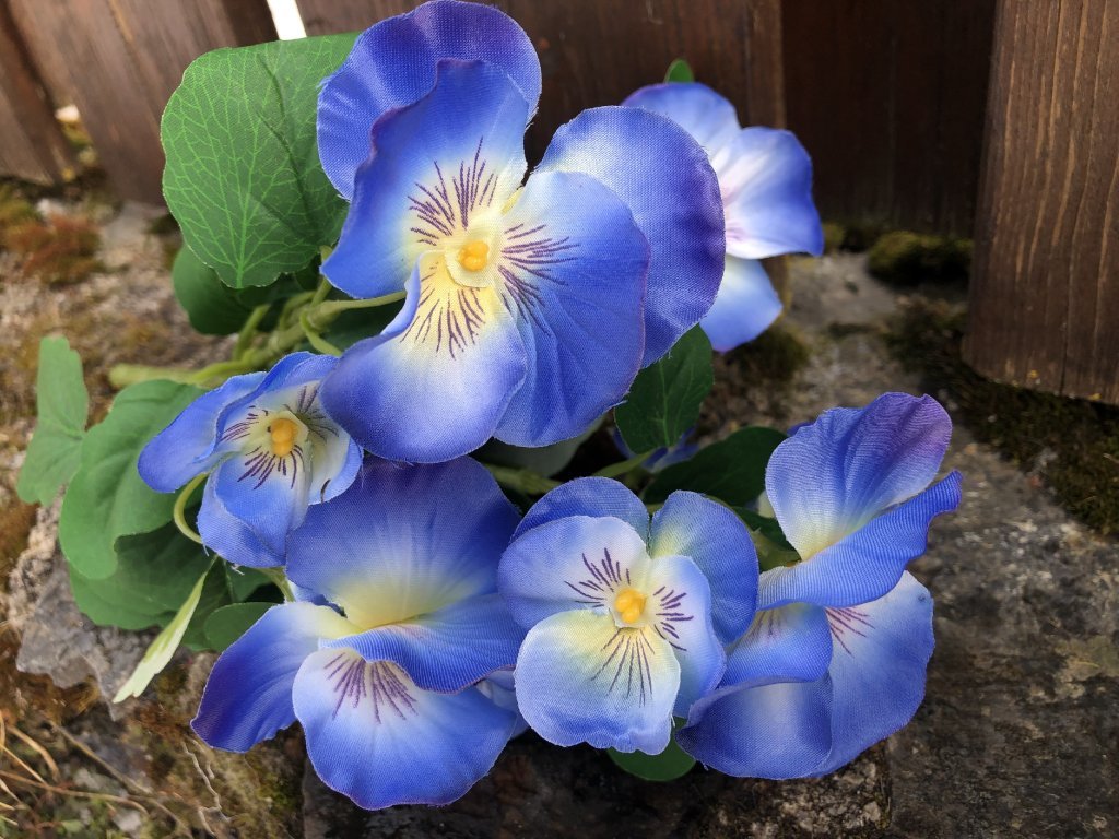 Jarní umělé macešky 